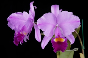 Cattleya trianae Geneva's Holiday Surprise HCC/AOS 79 pts.